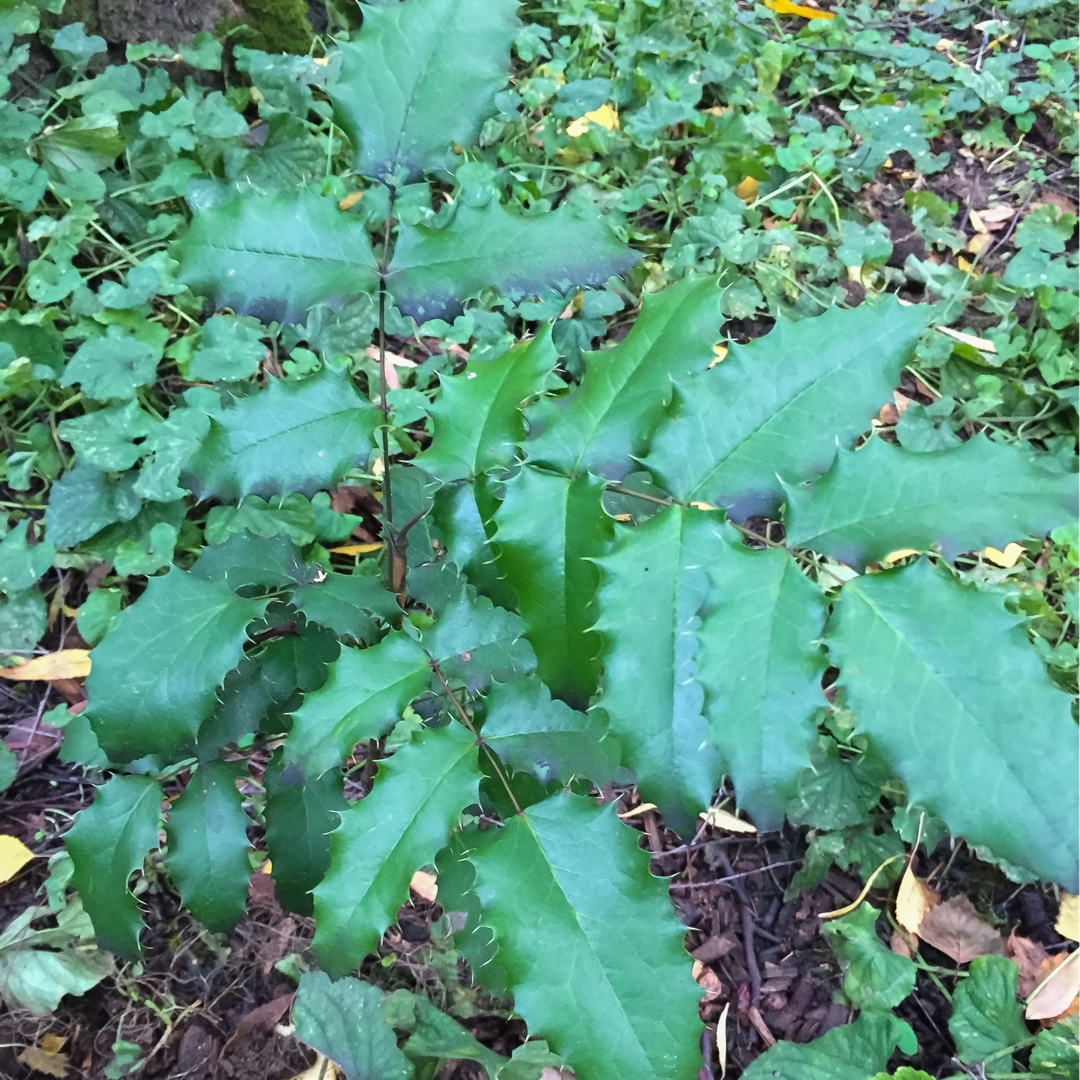 Mahonia repens in the GardenTags plant encyclopedia Dwarf Oregon Grape in the GardenTags plant encyclopedia