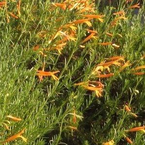 Penstemon pinifolius Melon in the GardenTags plant encyclopedia Western pine-leafed Beardtongue Melon in the GardenTags plant encyclopedia