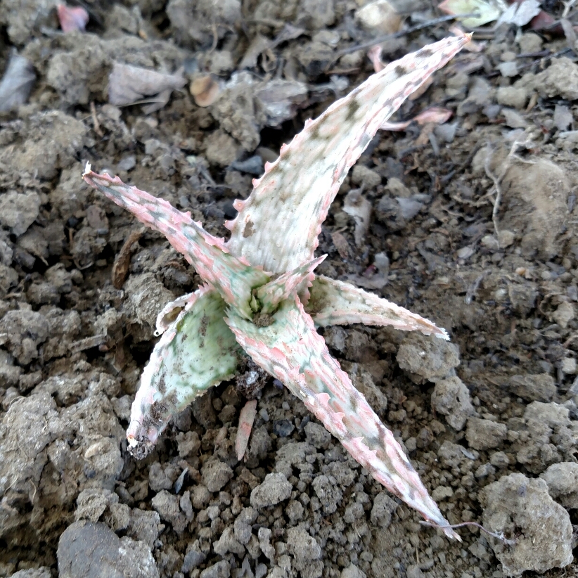 Aloe hybrid Pink Blush in the GardenTags plant encyclopedia Aloe Pink Blush in the GardenTags plant encyclopedia