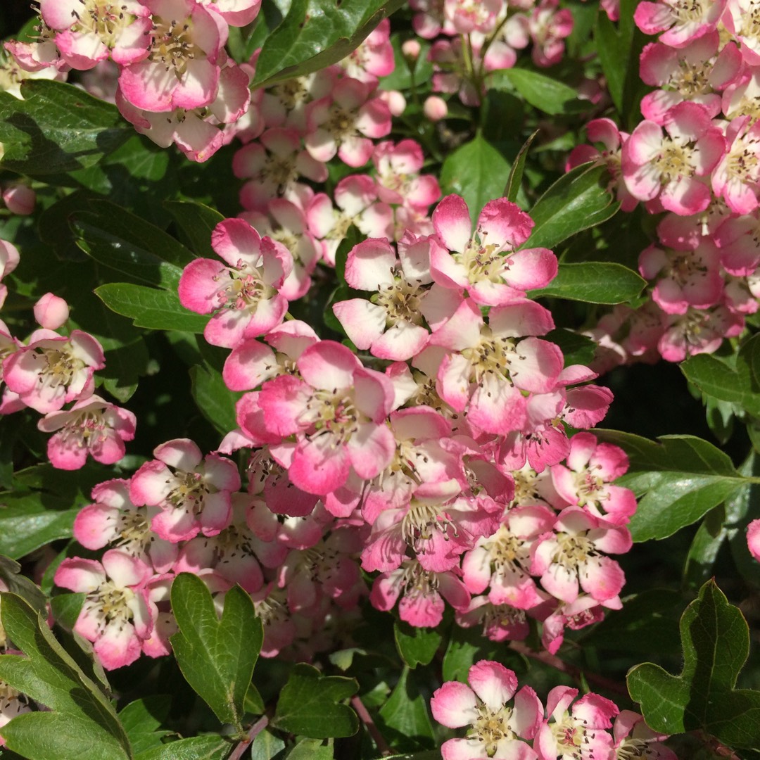 Hybrid Indian Hawthorn in the GardenTags plant encyclopedia