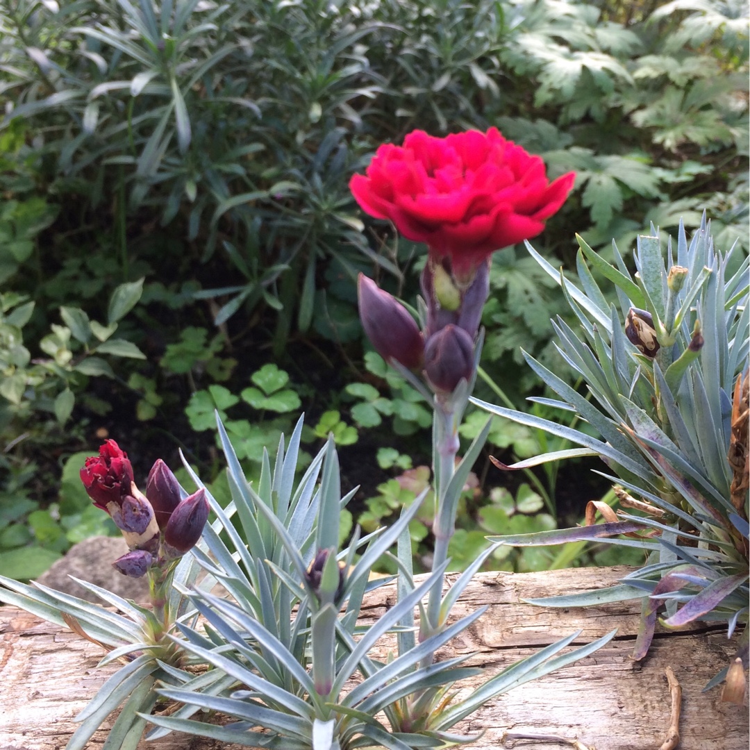Dianthus Houndspool Cheryl in the GardenTags plant encyclopedia Pink Houndspool Cheryl in the GardenTags plant encyclopedia
