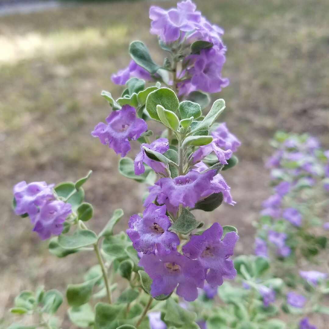 Leucophyllum langmaniae Lynns Legacy in the GardenTags plant encyclopedia Texas Barometer Bush Lynns Legacy in the GardenTags plant encyclopedia