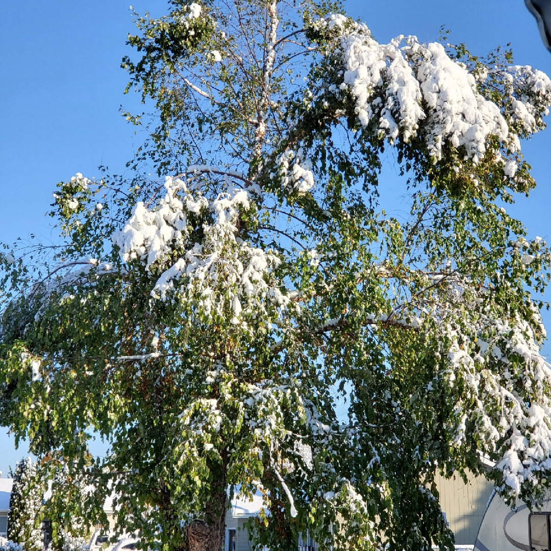 Betula ermanii Grayswood Hill in the GardenTags plant encyclopedia Ermans birch in the GardenTags plant encyclopedia