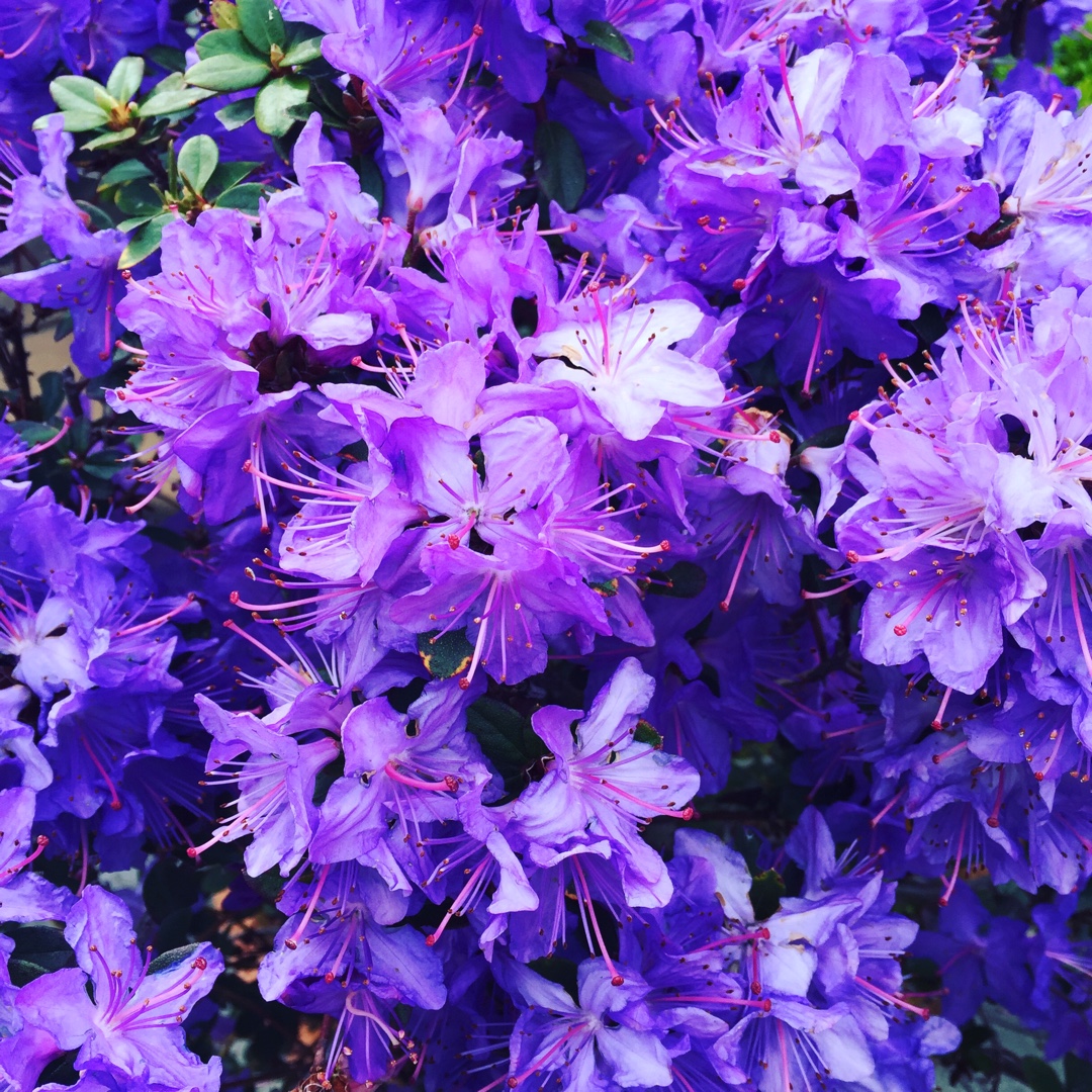Rhododendron Florence Mann in the GardenTags plant encyclopedia Rhododendron Florence Mann in the GardenTags plant encyclopedia