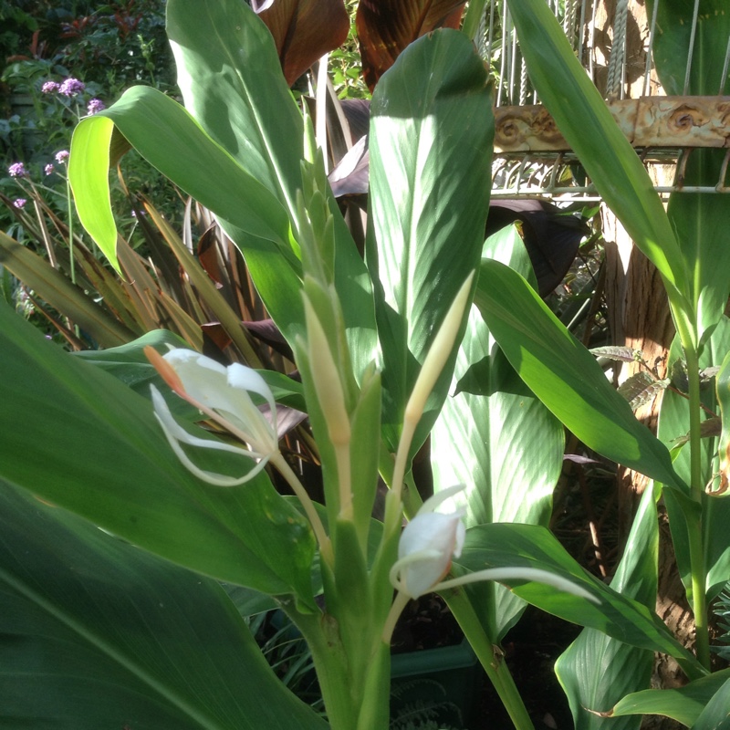 Hedychium Densiflorum in the GardenTags plant encyclopedia Dense Ginger Lily in the GardenTags plant encyclopedia