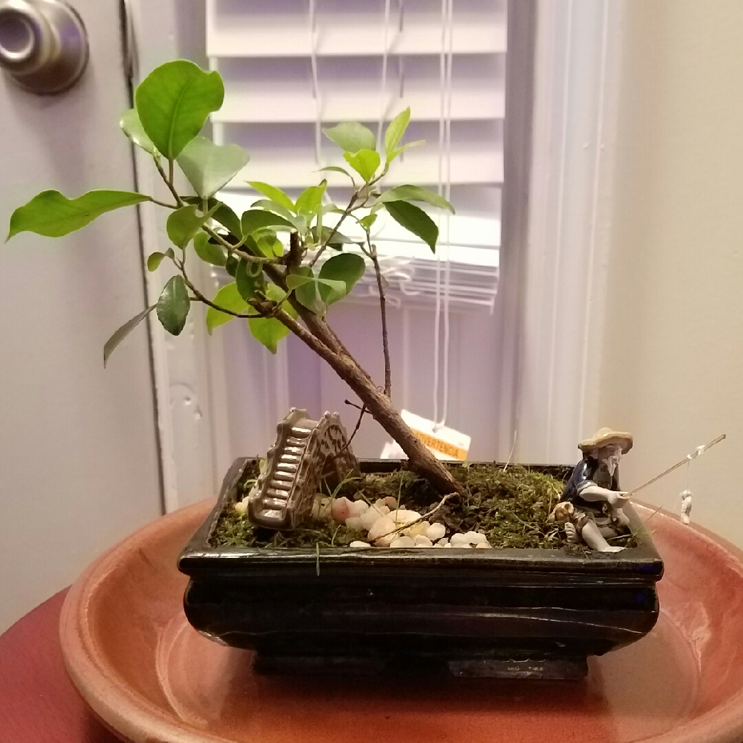 Ficus microcarpa Golden Gate in the GardenTags plant encyclopedia Golden Gate Ficus in the GardenTags plant encyclopedia