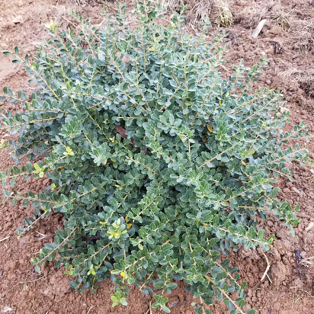 Ilex crenata Helleri in the GardenTags plant encyclopedia Dwarf Japanese Holly in the GardenTags plant encyclopedia