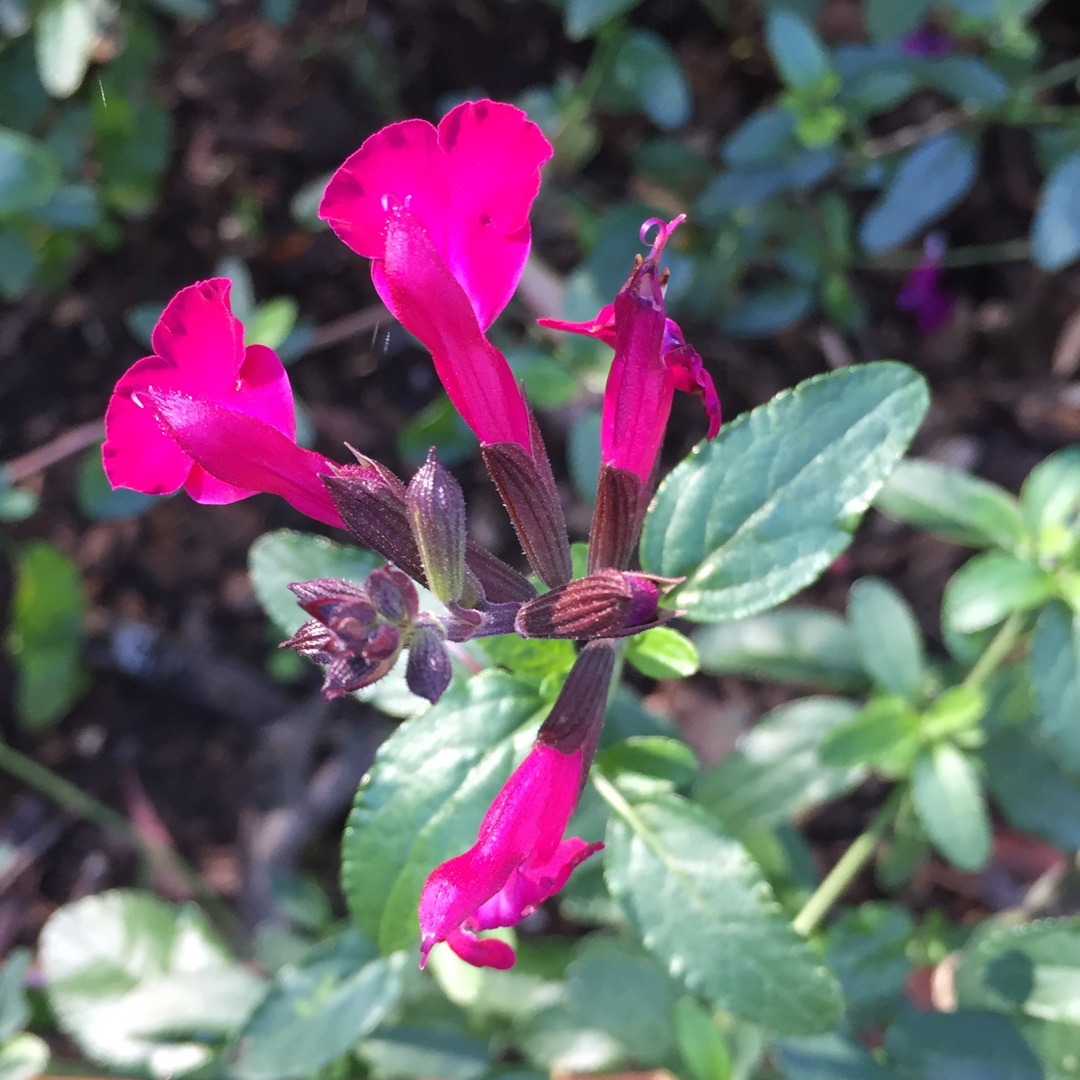 Salvia microphylla Heatwave Brilliance in the GardenTags plant encyclopedia Salvia Heatwave Brilliance in the GardenTags plant encyclopedia
