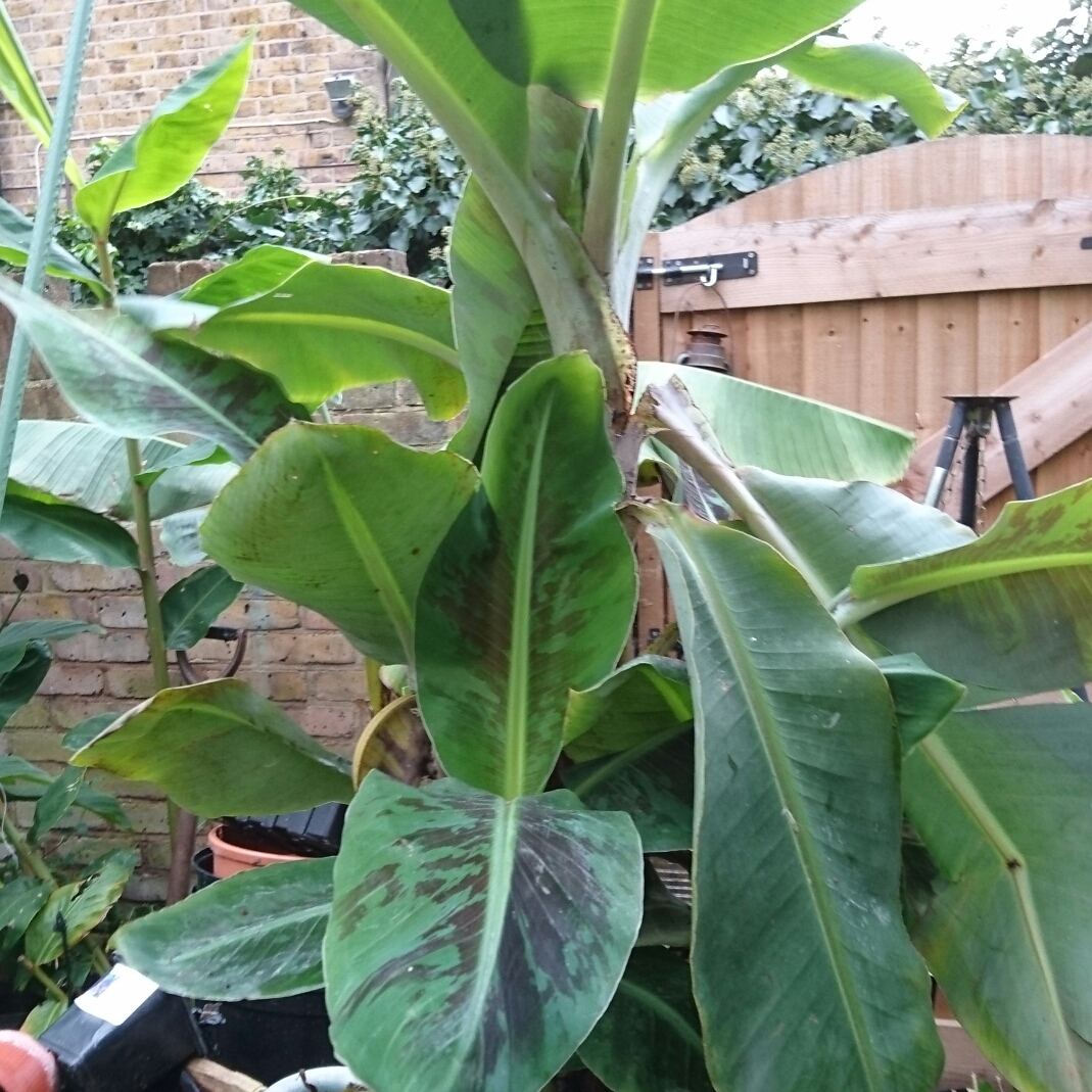 Musa Sikkimensis in the GardenTags plant encyclopedia Darjeeling Banana in the GardenTags plant encyclopedia