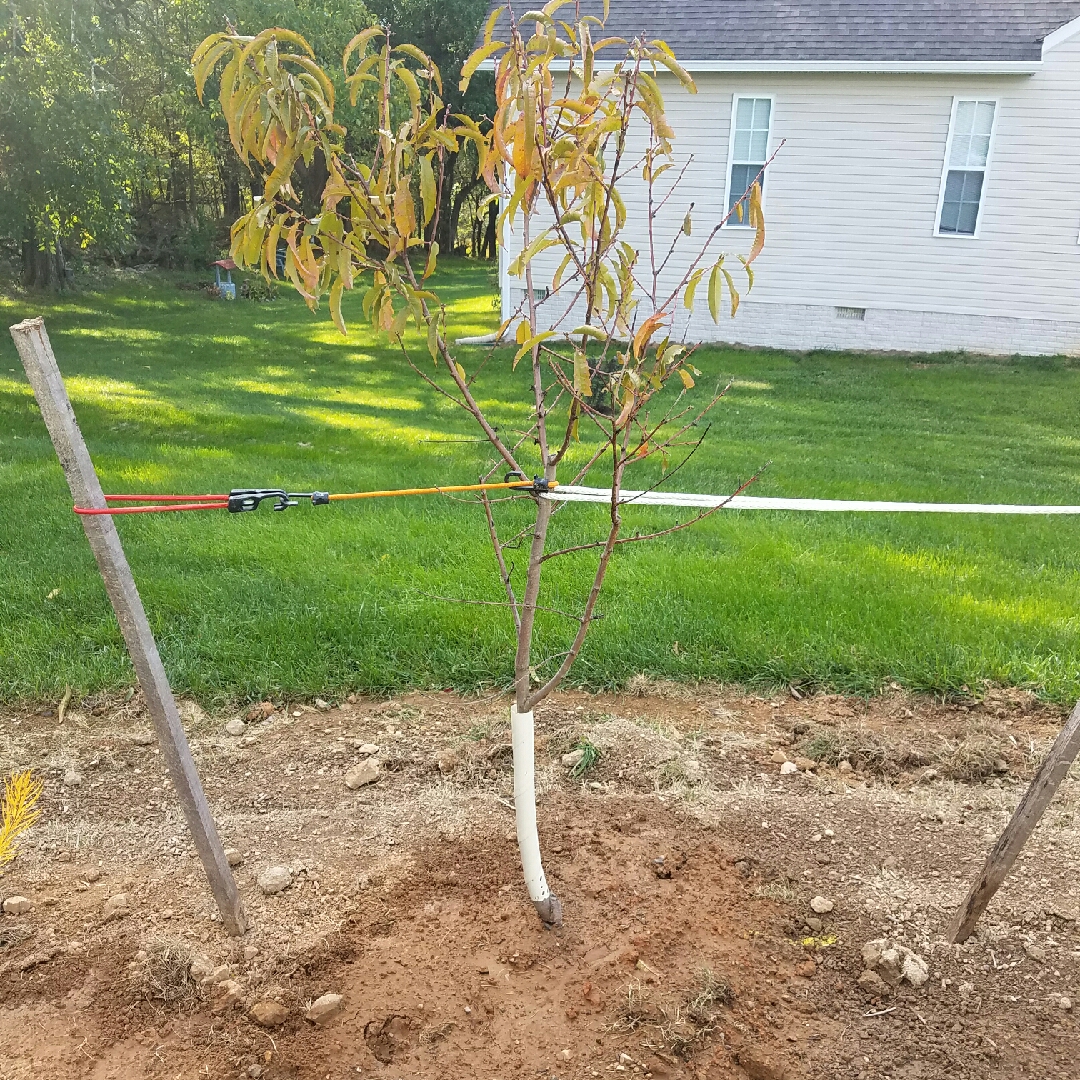 Prunus persica Loring in the GardenTags plant encyclopedia Peach Loring in the GardenTags plant encyclopedia
