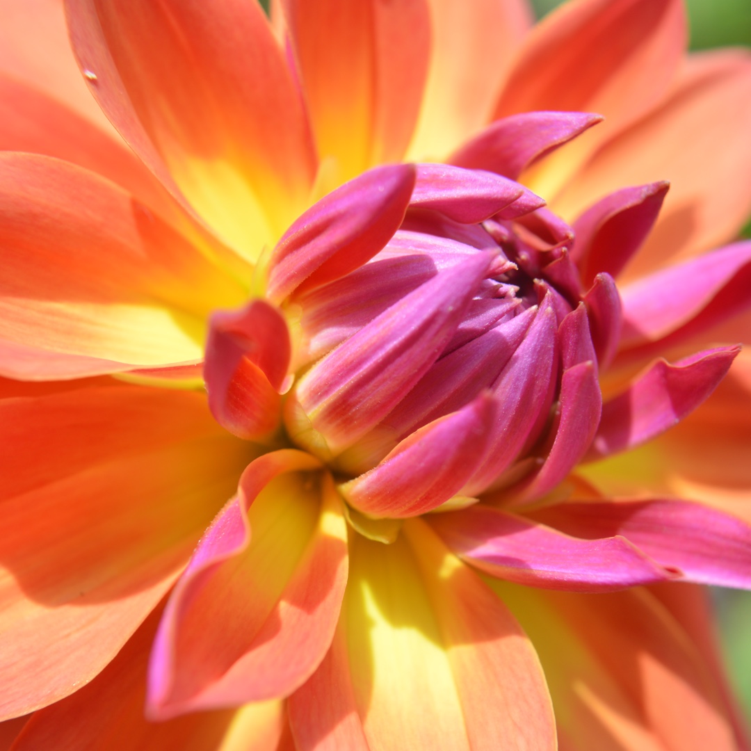 Dahlia Firepot in the GardenTags plant encyclopedia Dahlia Firepot in the GardenTags plant encyclopedia