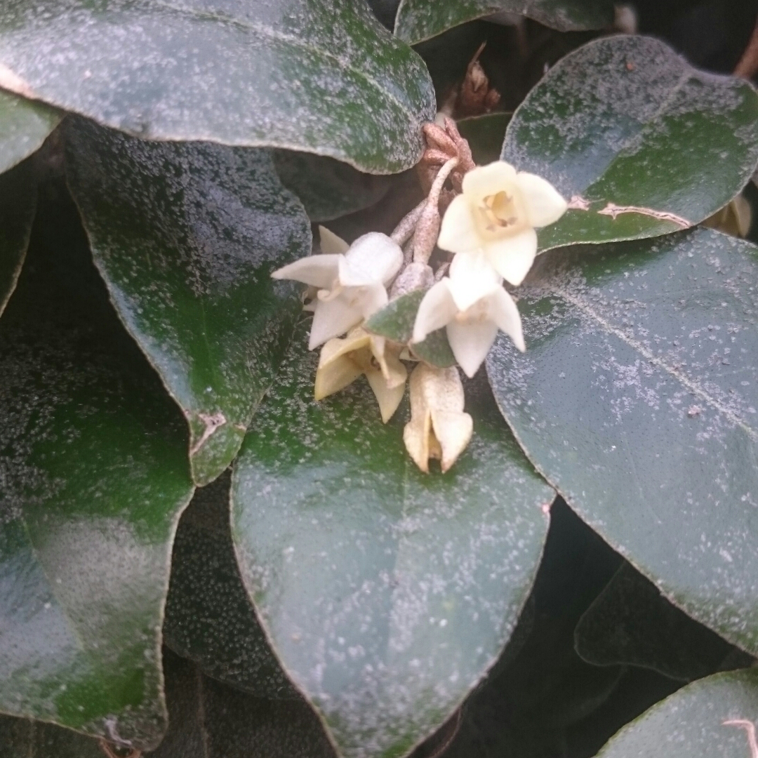 Elaeagnus x submacrophylla syn. Elaeagnus x ebbingei in the GardenTags plant encyclopedia Ebbinges Silverberry in the GardenTags plant encyclopedia