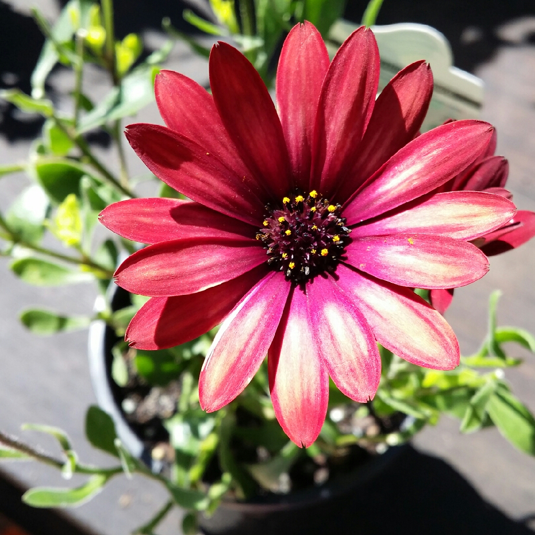 Osteospermum ecklonis Zion Red in the GardenTags plant encyclopedia African Daisy Zion Red in the GardenTags plant encyclopedia