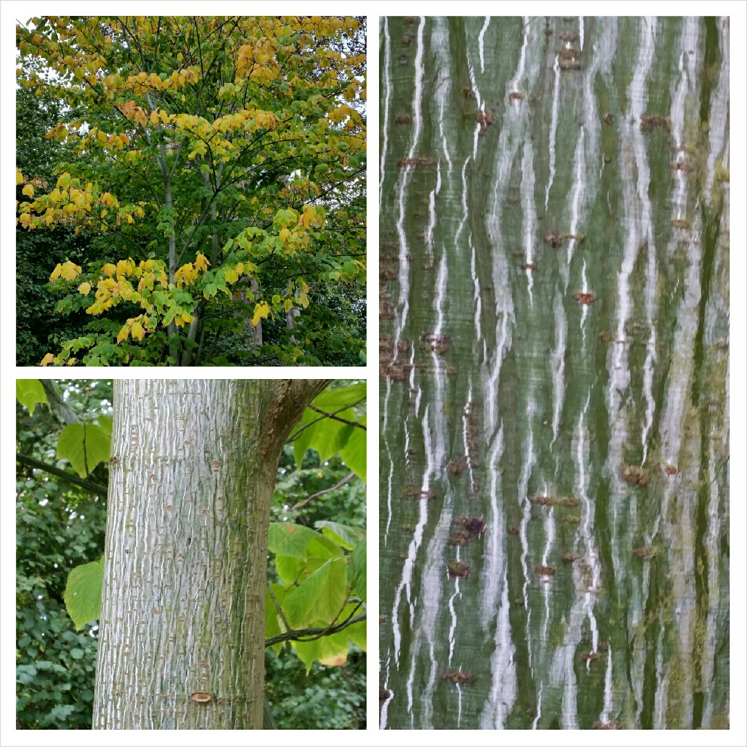 Acer pensylvanicum in the GardenTags plant encyclopedia Snake-Bark Maple in the GardenTags plant encyclopedia