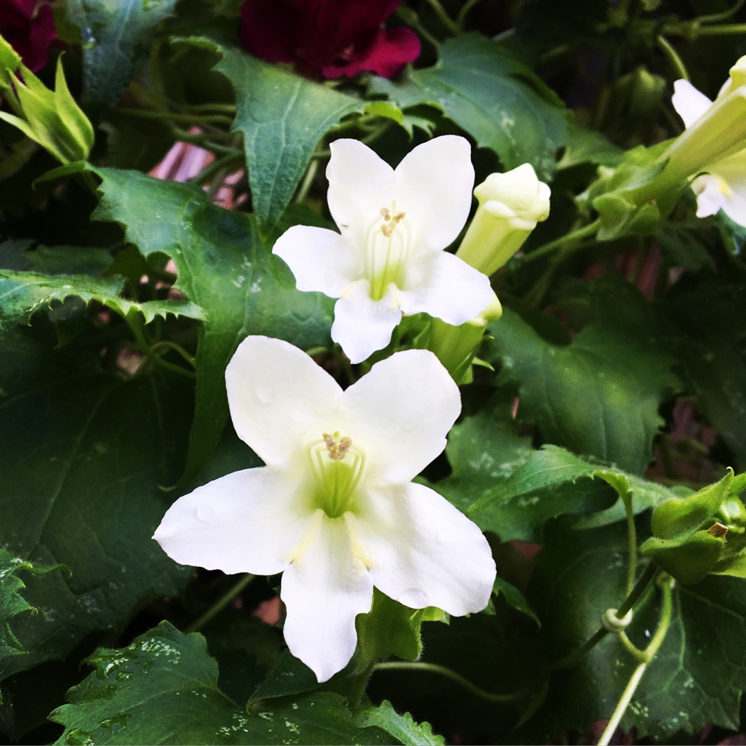Lophospermum erubescens syn. Asarina erubescens ; Maurandya erubescens in the GardenTags plant encyclopedia Lofos in the GardenTags plant encyclopedia