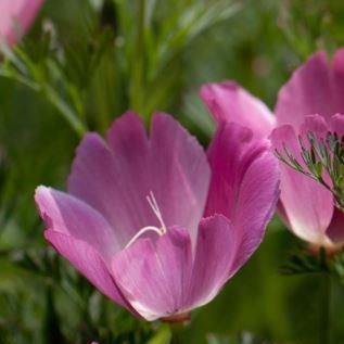 Eschscholzia californica Purple Gleam in the GardenTags plant encyclopedia California Poppy Purple Gleam in the GardenTags plant encyclopedia