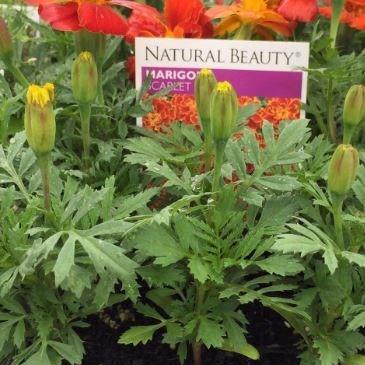 Tagetes patula Tango in the GardenTags plant encyclopedia Marigold Tango in the GardenTags plant encyclopedia
