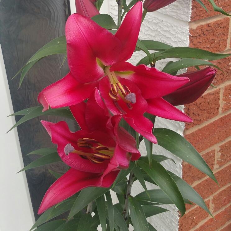 Lilium Fujian in the GardenTags plant encyclopedia Lily Fujian (Other) in the GardenTags plant encyclopedia