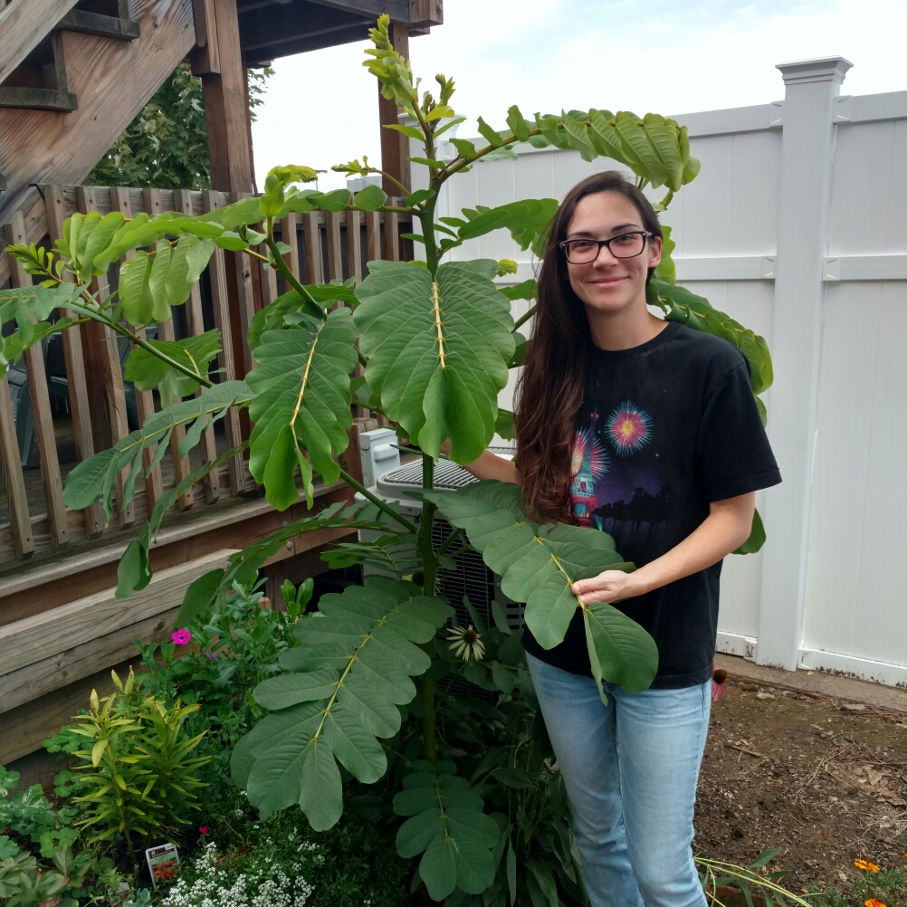 Senna alata syn. Cassia alata in the GardenTags plant encyclopedia Empress Candle Tree in the GardenTags plant encyclopedia