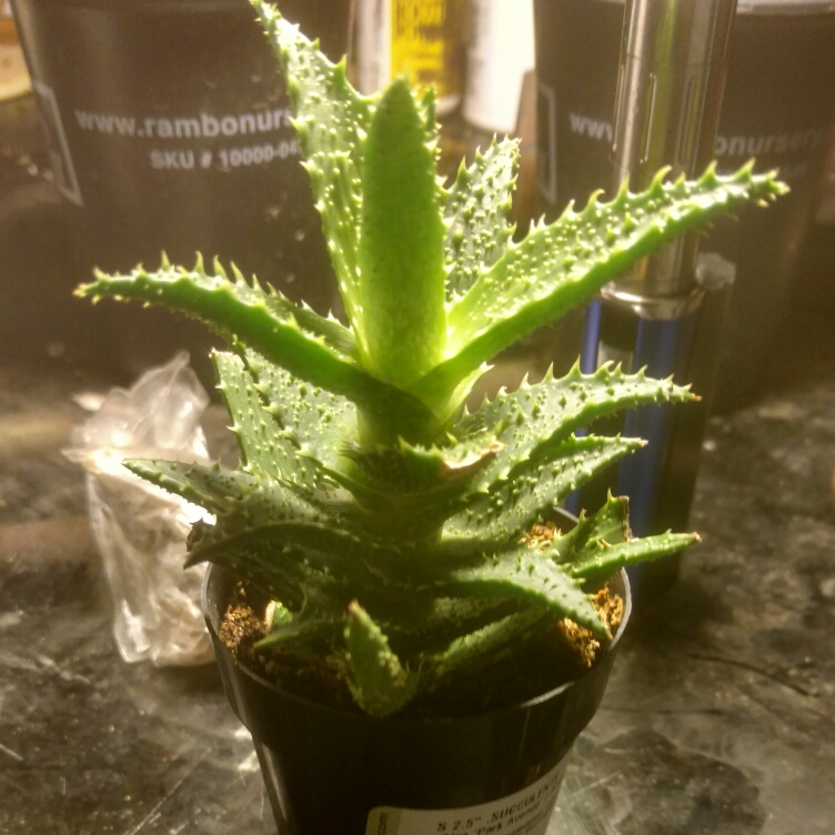 Aloe Park Avenue in the GardenTags plant encyclopedia