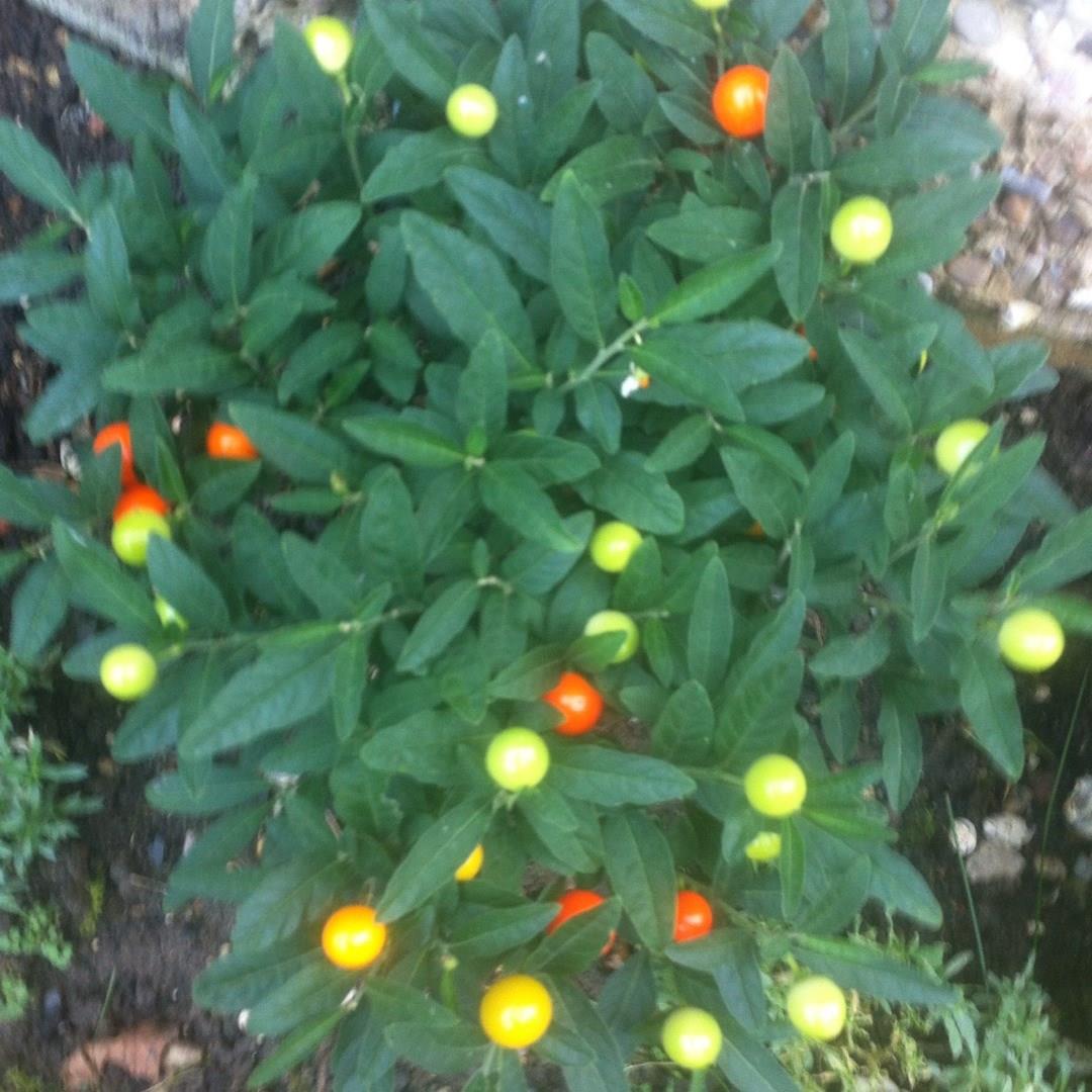 Solanum Capsicastrum Winter Cherry Solanum In Gardentags Plant Encyclopedia