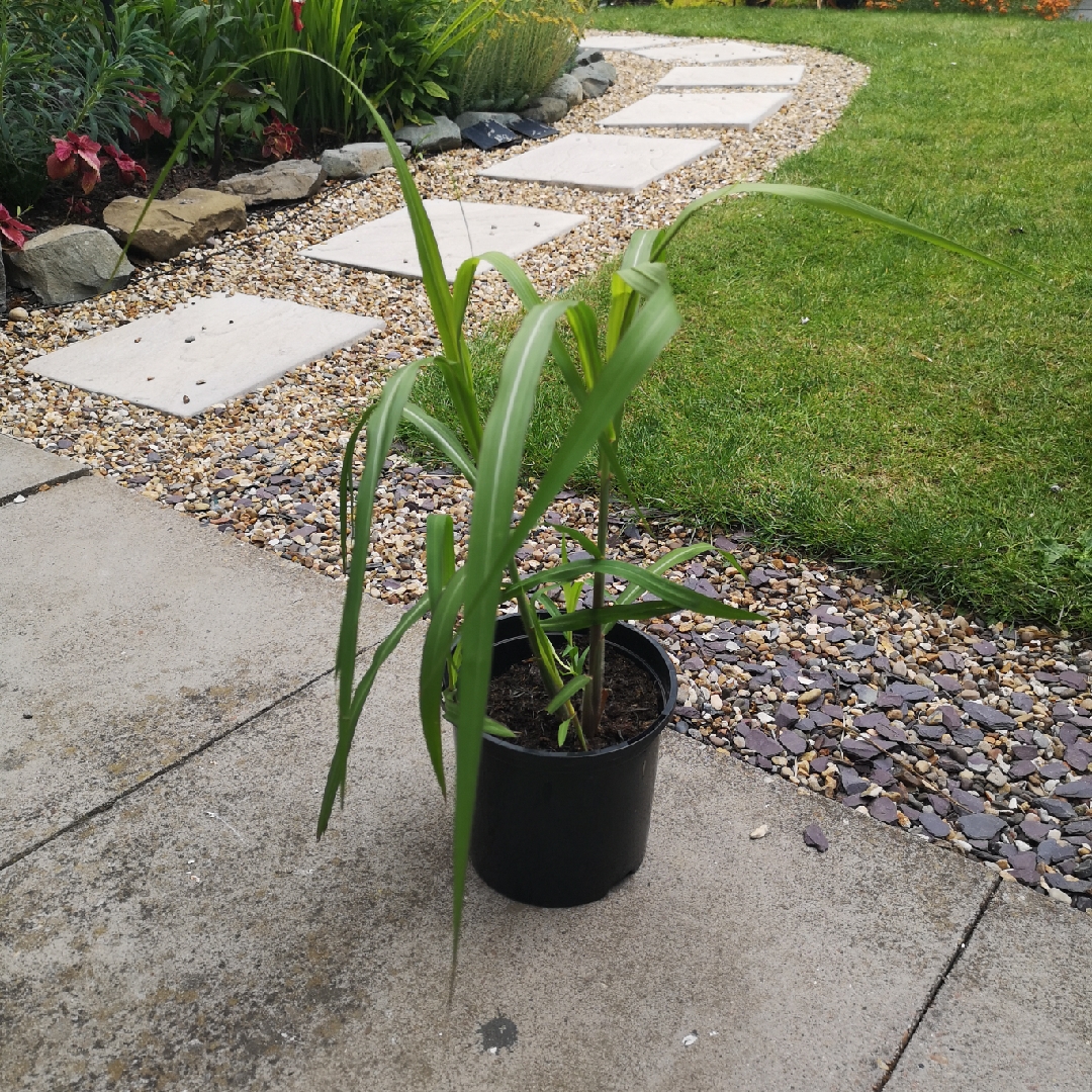 Miscanthus x giganteus in the GardenTags plant encyclopedia Elephant Grass in the GardenTags plant encyclopedia