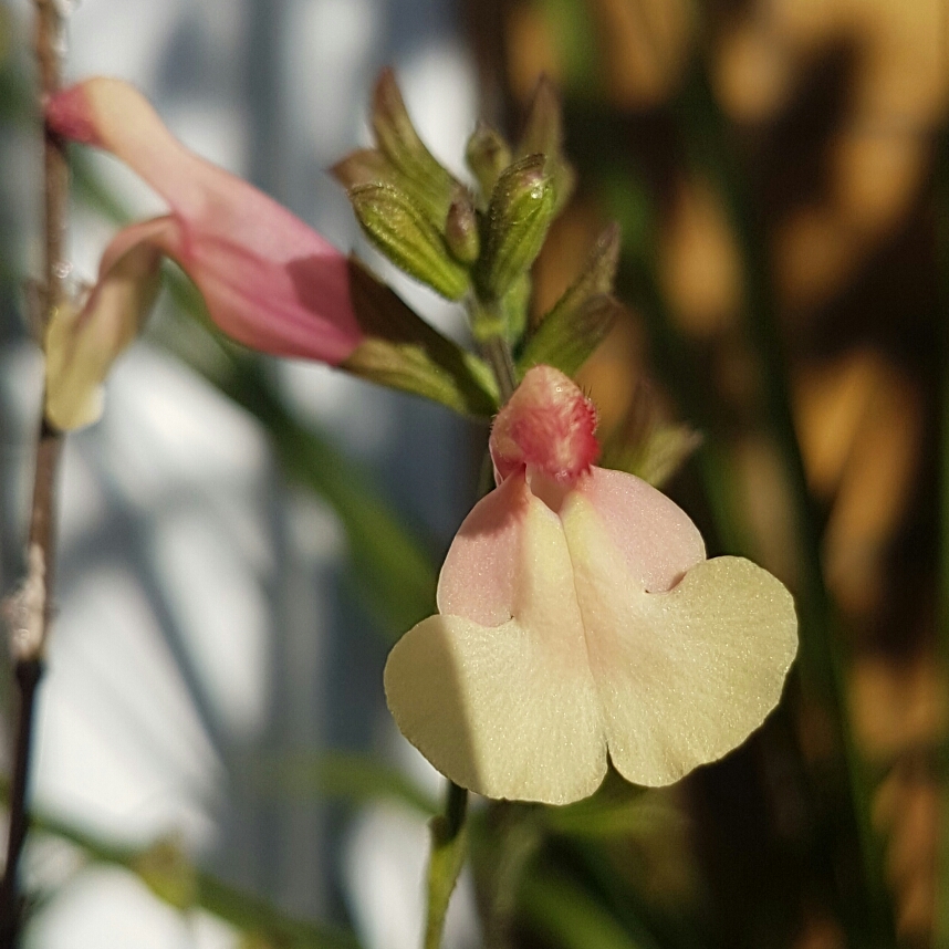 Salvia x jamensis Sierra san Antonio in the GardenTags plant encyclopedia Salvia Sierra san Antonio in the GardenTags plant encyclopedia