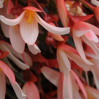 Begonia Yagance (Million Kisses Series) syn. Begonia Million Kisses Elegance in the GardenTags plant encyclopedia Tuberous Begonia Million Kisses Elegance in the GardenTags plant encyclopedia