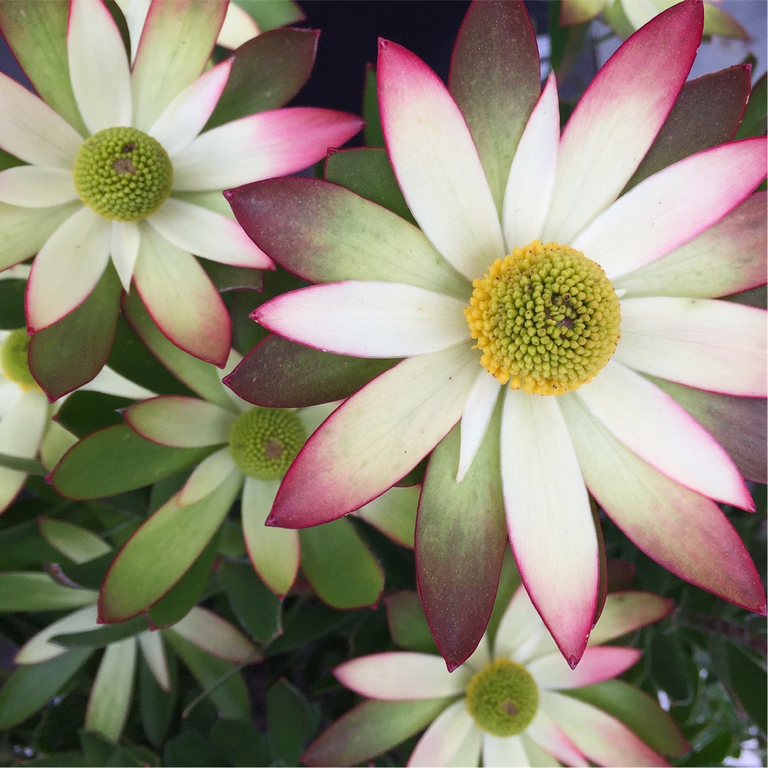 Leucadendron stelligerum Harvest in the GardenTags plant encyclopedia Protea Harvest in the GardenTags plant encyclopedia