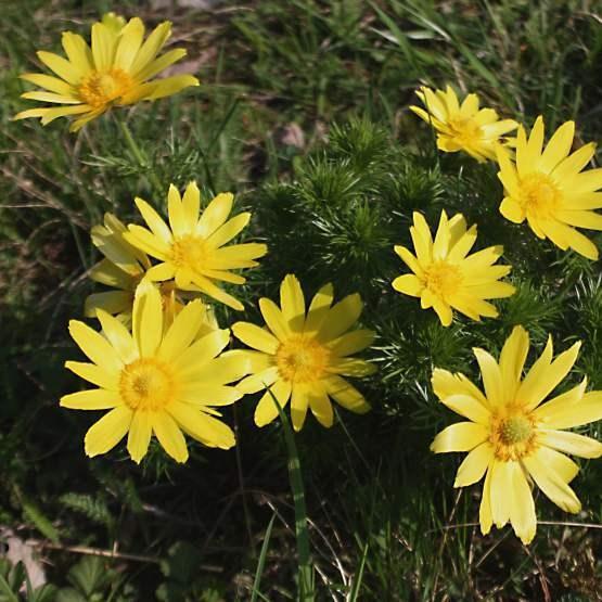 Adonis vernalis in the GardenTags plant encyclopedia Spring pheasants eye in the GardenTags plant encyclopedia