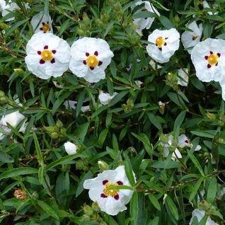 Cistus Alan Fradd in the GardenTags plant encyclopedia