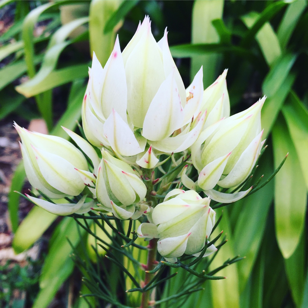 Serruria florida 'Blushing Bride', Protea 'Blushing Bride' in GardenTags  plant encyclopedia