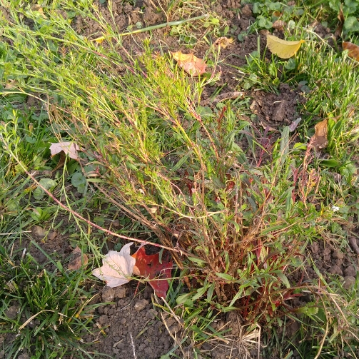 Oenothera lindheimeri Florgaucomro syn. Oenothera lindheimeri Gaudi Rose, Gaura lindheimeri Gaudi Rose in the GardenTags plant encyclopedia Lindheimers Beeblossom Gaudi Rose in the GardenTags plant encyclopedia