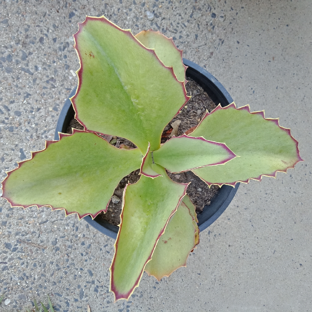 Kalanchoe Synsepala Gremlin in the GardenTags plant encyclopedia Kalanchoe Synsepala in the GardenTags plant encyclopedia