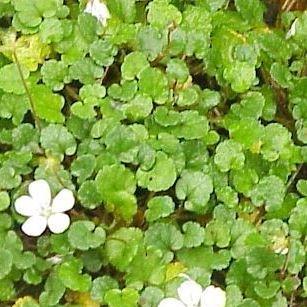White Fairy Heronsbill in the GardenTags plant encyclopedia