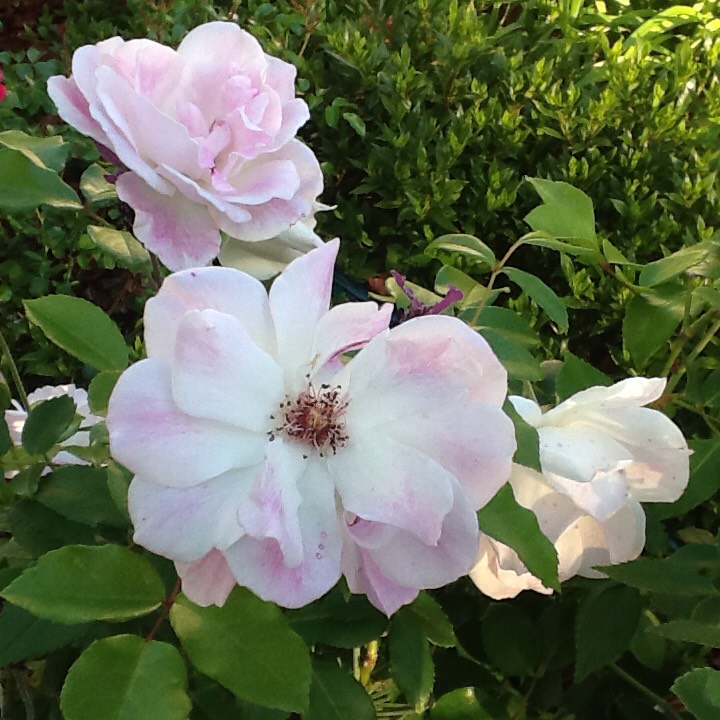 Rose Blushing Pink Iceberg (Floribunda) in the GardenTags plant encyclopedia