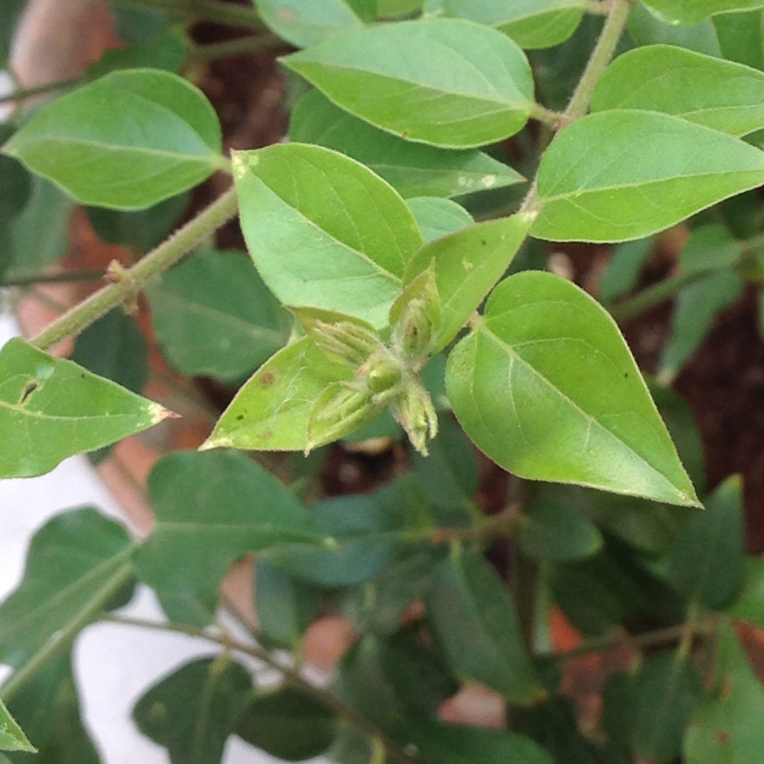 Jasminum laurifolium var. laurifolium syn. J. nitidum in the GardenTags plant encyclopedia Angel Wing Jasmine in the GardenTags plant encyclopedia