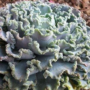Echeveria Shaviana Truffles in the GardenTags plant encyclopedia Echeveria Shaviana Truffles in the GardenTags plant encyclopedia