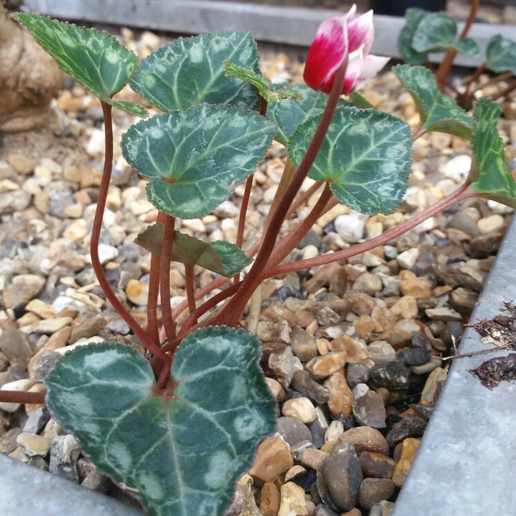 Cyclamen Halios Fantasia Magenta Silverleaf (Halios Series) in the GardenTags plant encyclopedia Florists Cyclamen Halios Fantasia Magenta Silverleaf in the GardenTags plant encyclopedia
