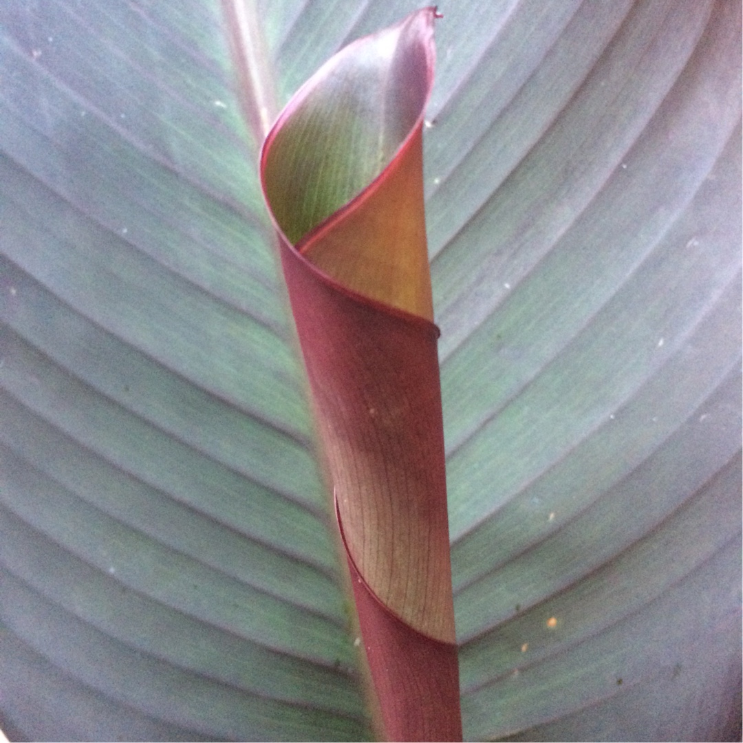 Canna Russian Red in the GardenTags plant encyclopedia