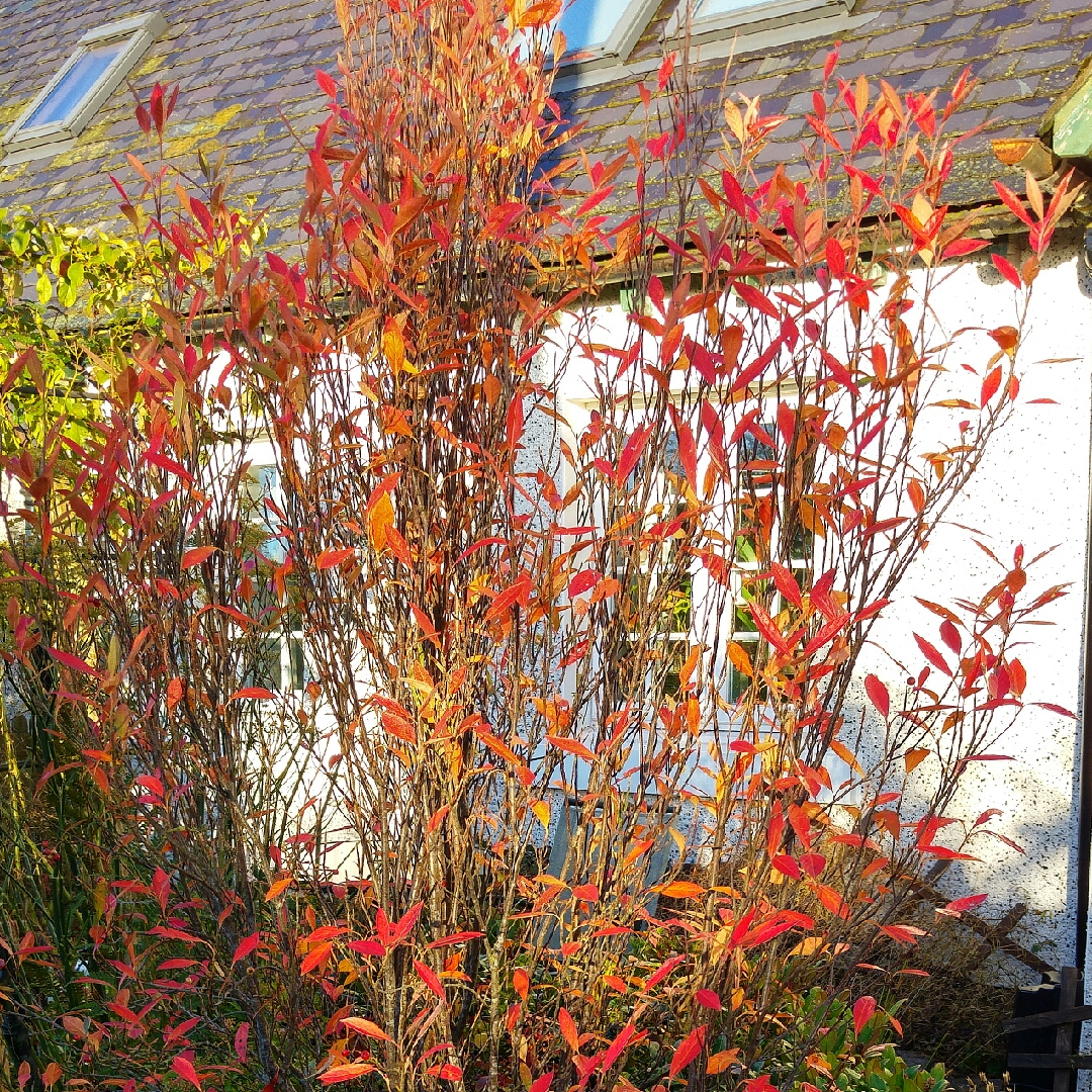 Aronia arbutifolia Erecta in the GardenTags plant encyclopedia Red Chokeberry Erecta in the GardenTags plant encyclopedia