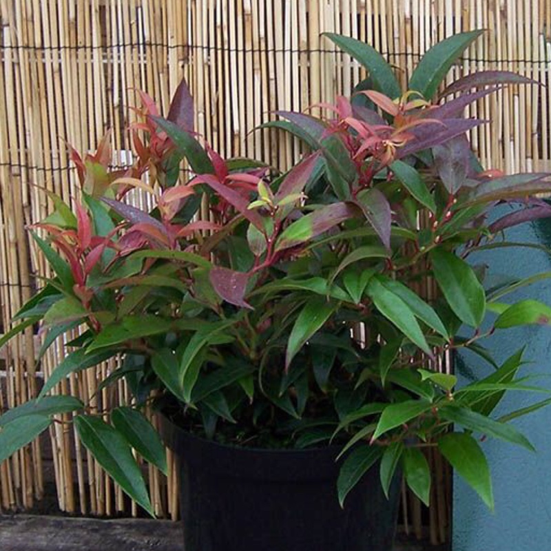 Leucothoe keiskei Royal Ruby in the GardenTags plant encyclopedia Switch Ivy in the GardenTags plant encyclopedia