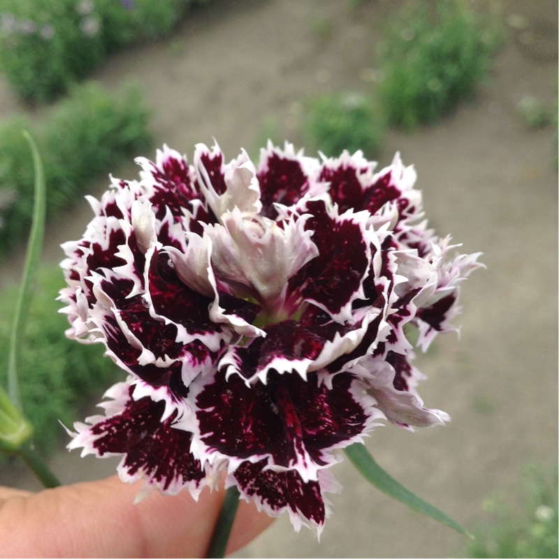 Dianthus chinensis Chianti in the GardenTags plant encyclopedia China Pink in the GardenTags plant encyclopedia