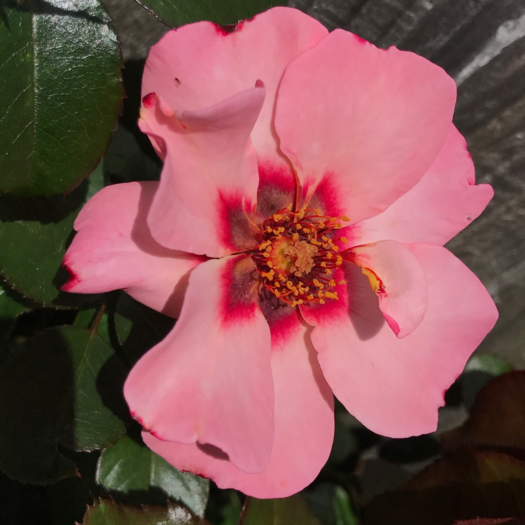 Rosa Alissar Princess Of Phoenicia in the GardenTags plant encyclopedia Rose Alissar Princess Of Phoenicia in the GardenTags plant encyclopedia