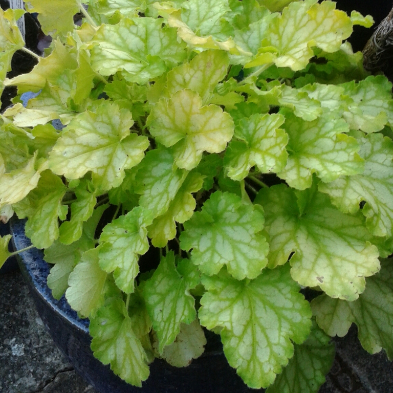 Heuchera Balcarmade (Carnival Series) syn. Heuchera Carnival Limeade in the GardenTags plant encyclopedia Alumroot Carnival Limeade in the GardenTags plant encyclopedia