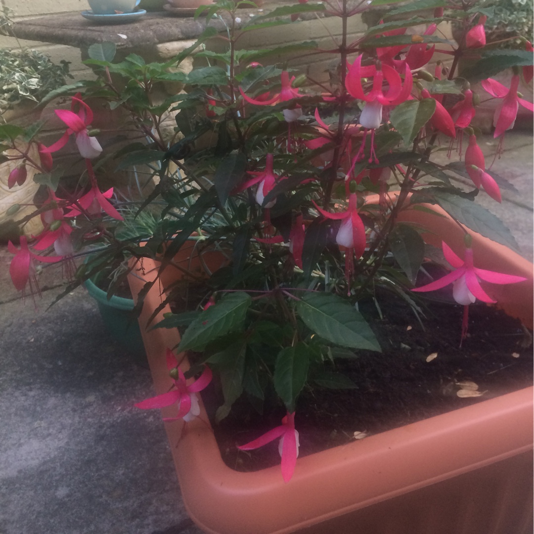 Fuchsia Bella Evita in the GardenTags plant encyclopedia Fuchsia Bella Evita in the GardenTags plant encyclopedia