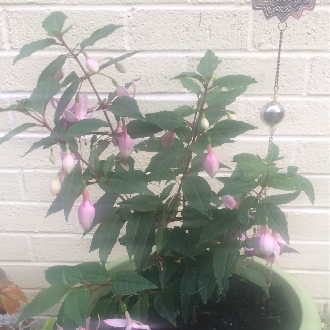 Fuchsia Bella Nora in the GardenTags plant encyclopedia Fuchsia Bella Nora in the GardenTags plant encyclopedia