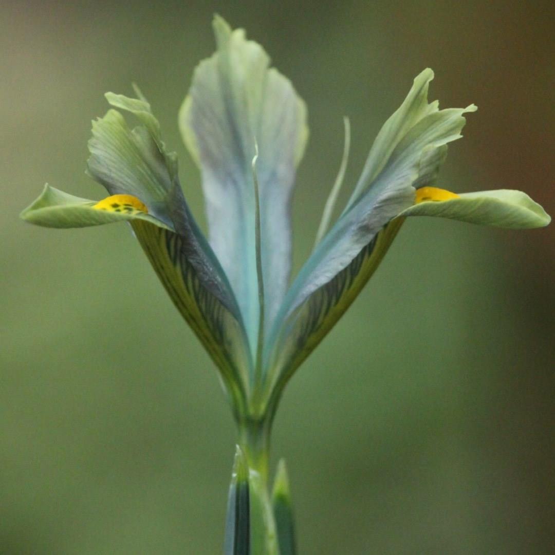 Iris Sea Green syn. Iris reticulata Sea Green in the GardenTags plant encyclopedia Reticulate Iris Sea Green in the GardenTags plant encyclopedia
