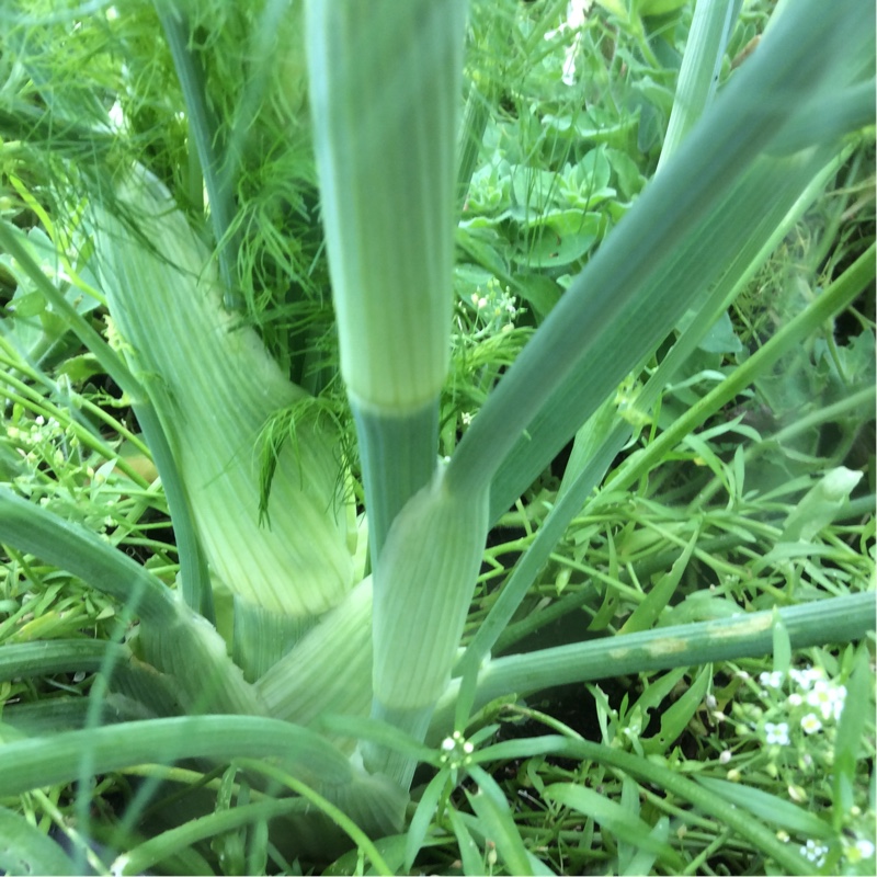 Anethum graveolens in the GardenTags plant encyclopedia Dill in the GardenTags plant encyclopedia