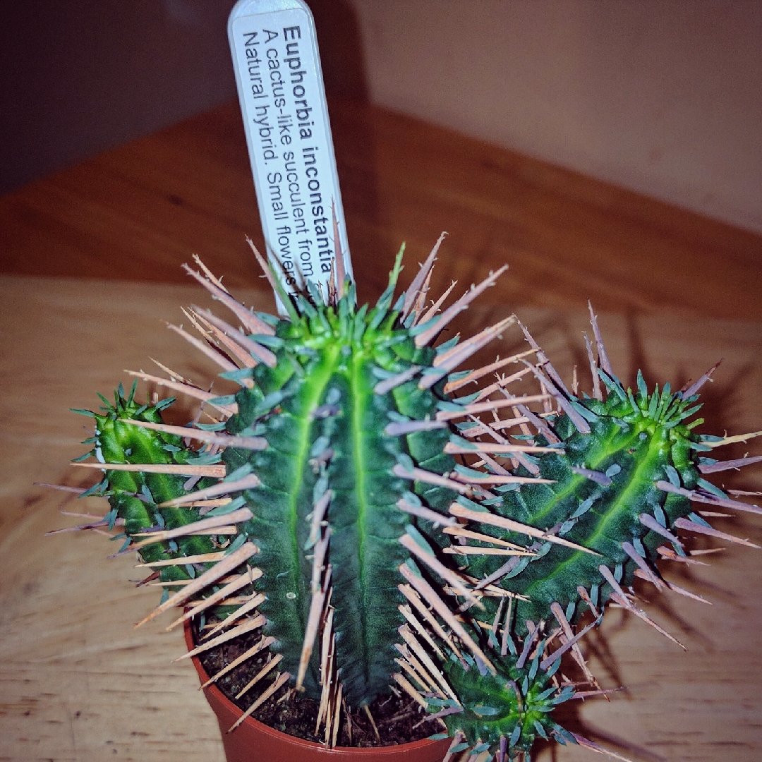Euphorbia Inconstantia in the GardenTags plant encyclopedia Euphorbia Inconstantia in the GardenTags plant encyclopedia
